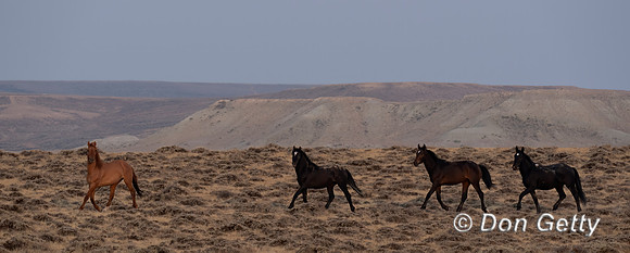Mustang