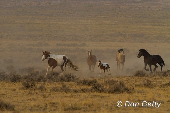 Horse_MG_7935