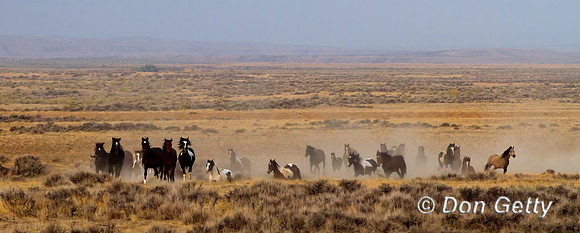 Horse_MG_7876