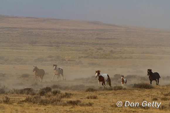 Horse_MG_7924