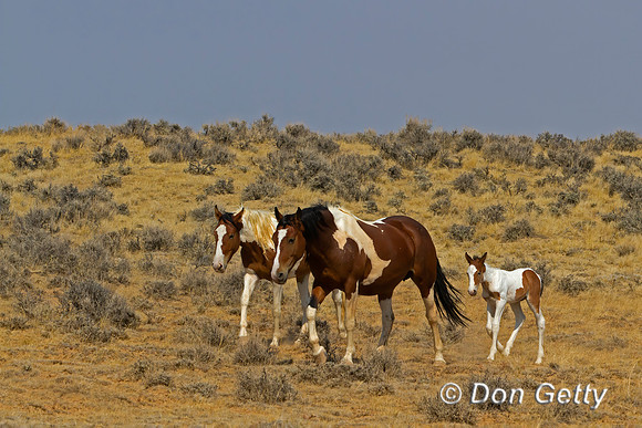 Horse_MG_8101