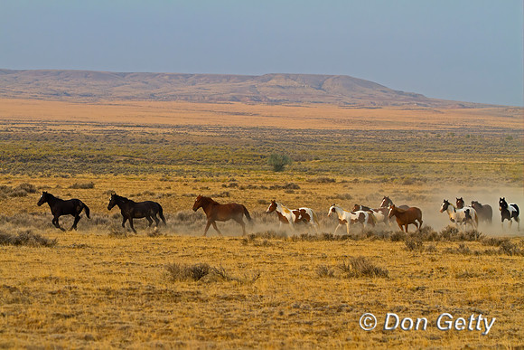 Horse_MG_7902