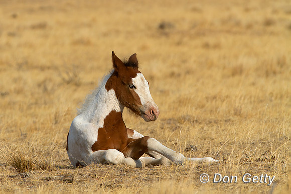 Horse_MG_8235