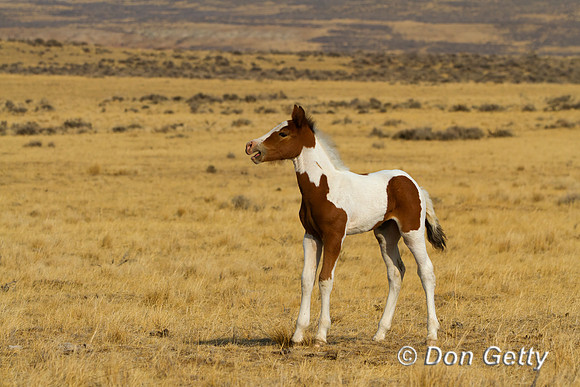 Horse_MG_8244
