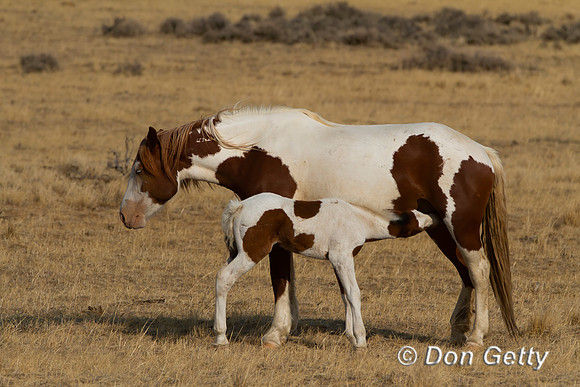 Horse_MG_8279