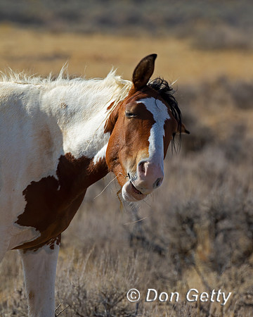Horse_Z2F6769