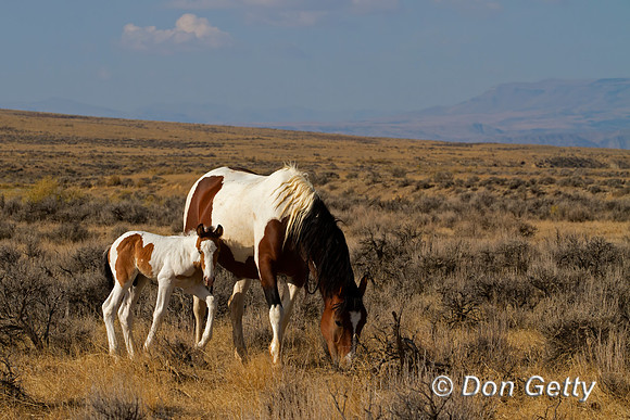 Horse_MG_8640