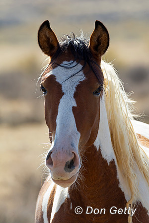 Horse_Z2F6789