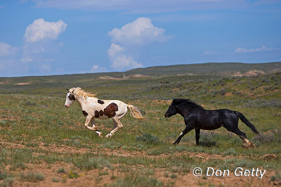 Mustang