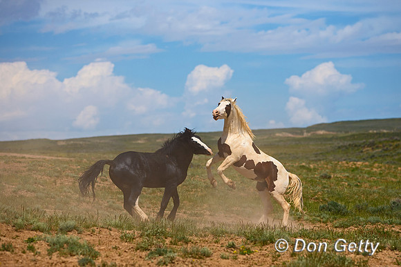 Mustang