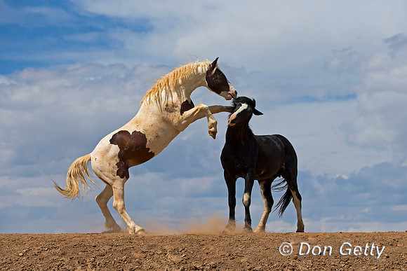 Mustang