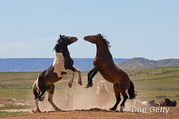 Mustang