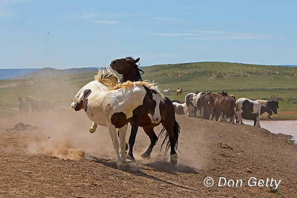 Mustang