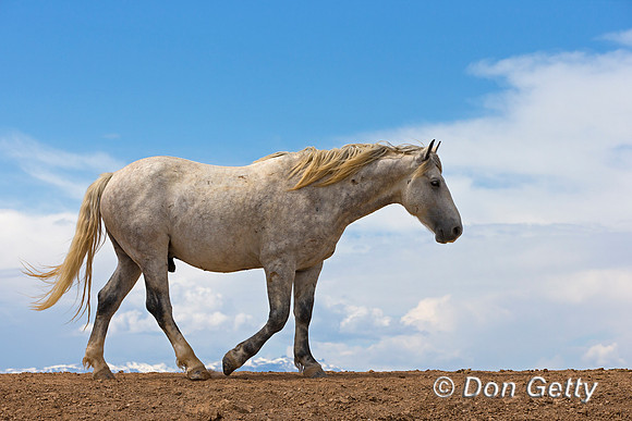 Mustang