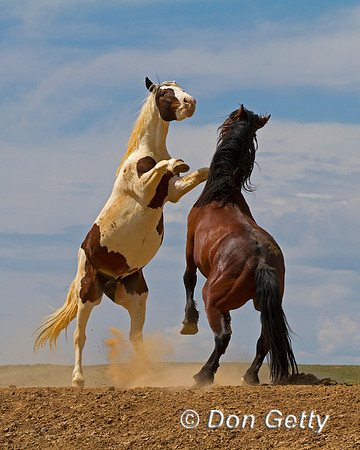 Mustang