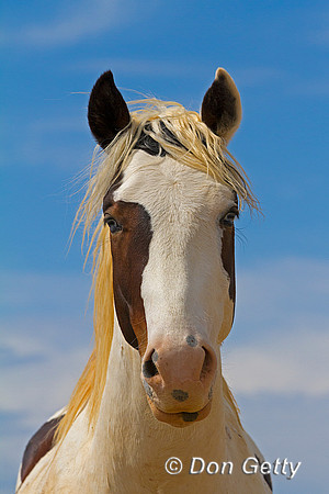 Mustang