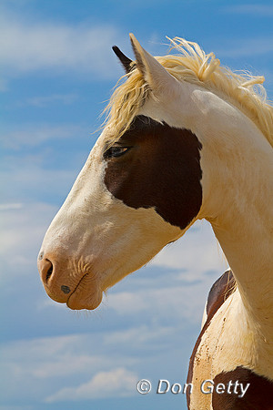Mustang