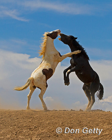 Mustang