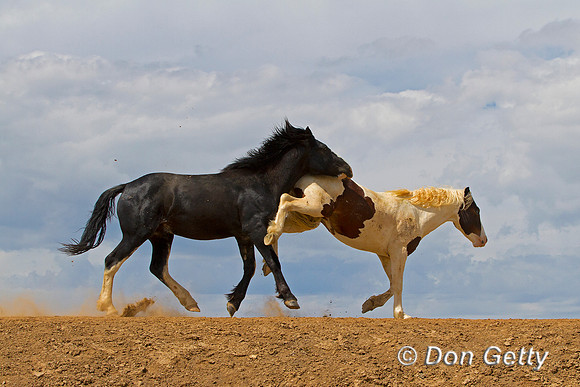 Mustang