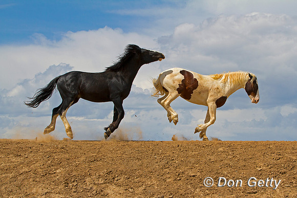 Mustang
