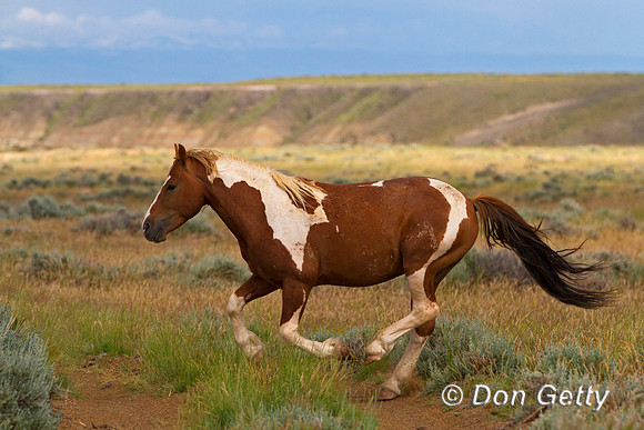 Mustang