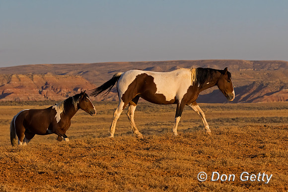 Horse_C8A9145