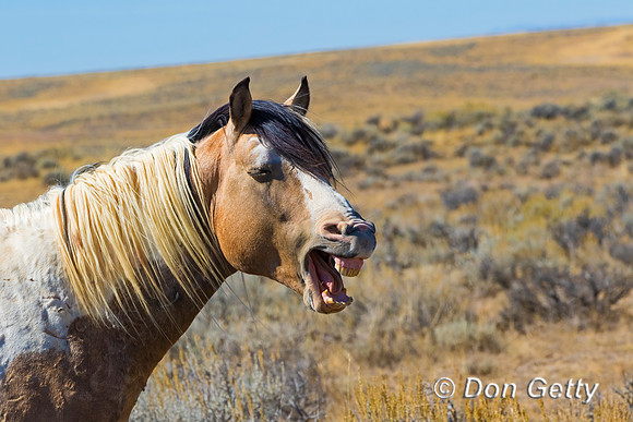 Horse_C8A8924