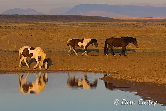 Horse_C8A9036