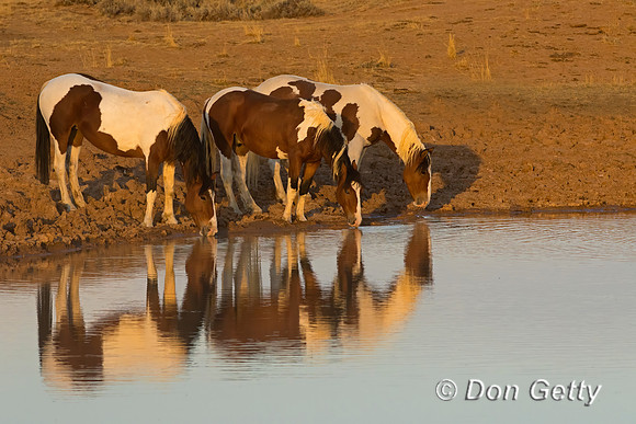 Horse_C8A9068