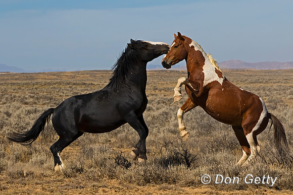 Horse_C8A8744