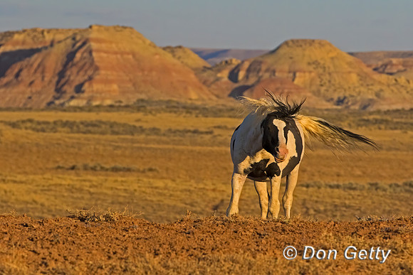 Horse_C8A9164