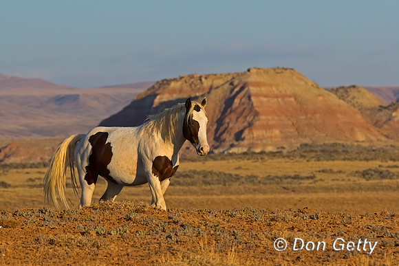 Horse_C8A9201