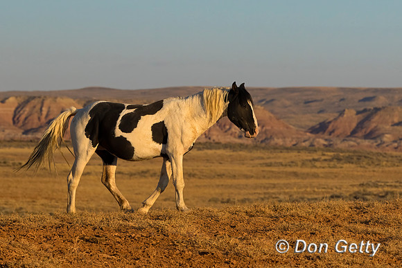 Horse_C8A9172