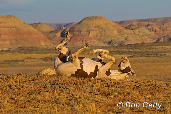 Horse_C8A9215