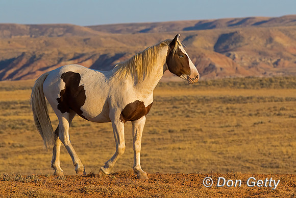 Horse_C8A9235