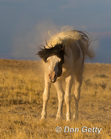 Horse_C8A9432