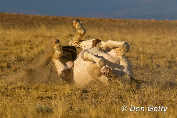 Horse_C8A9414