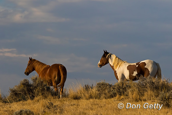 Horse_C8A9375
