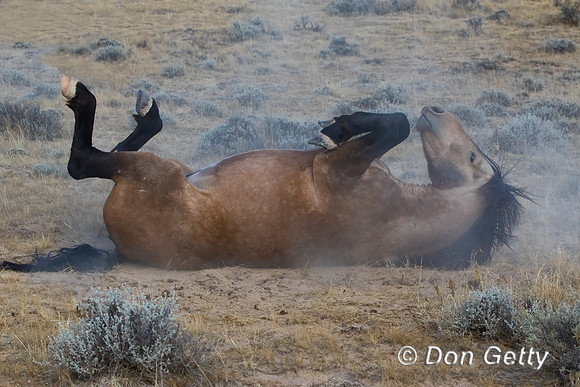 Horse_C8A9508