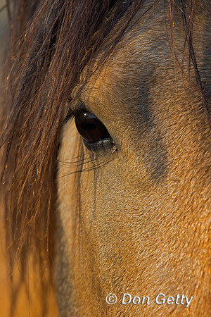 Horse_C8A9344