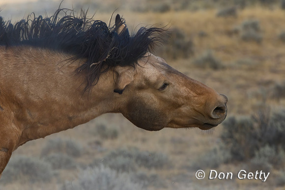 Horse_C8A9514