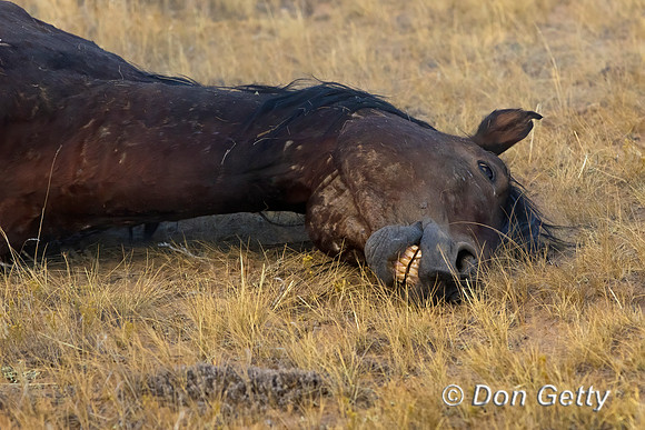 Horse_C8A9531