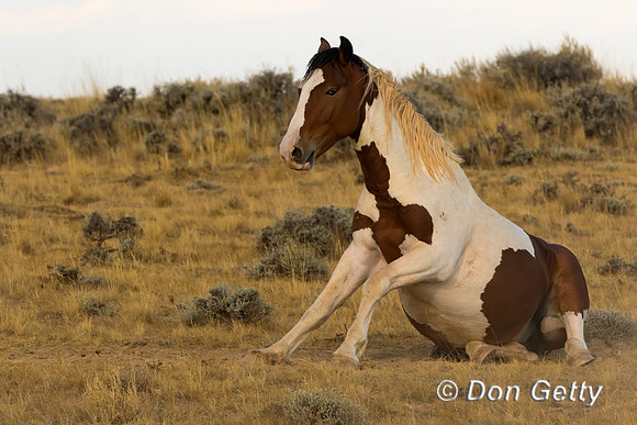 Horse_C8A9567