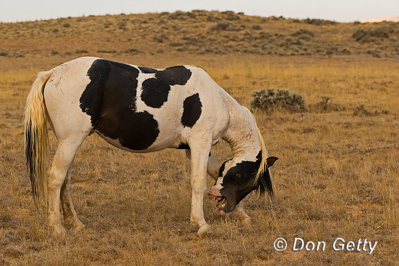 Horse_C8A9663