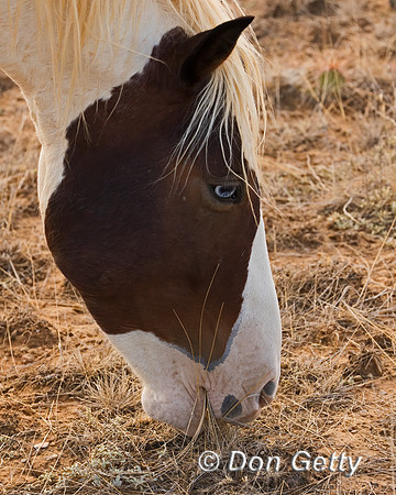 Horse_C8A9677
