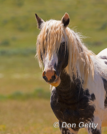 Mustang