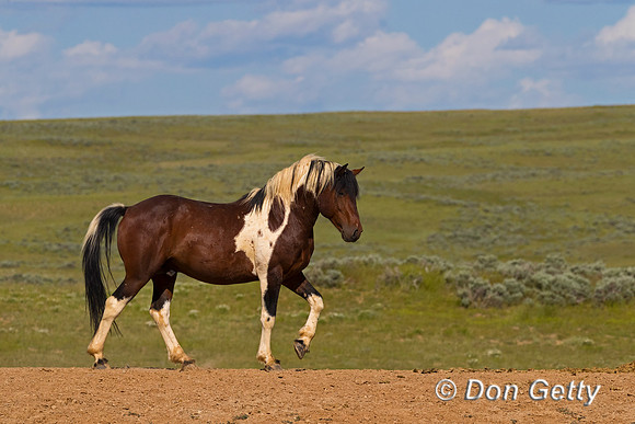 Mustang