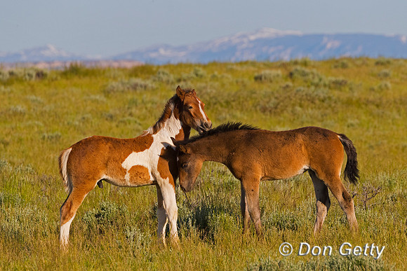 Mustang