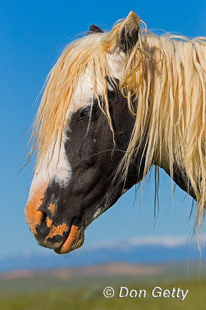 Mustang