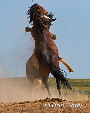 Mustang